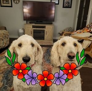 Meet your Posher, Connie